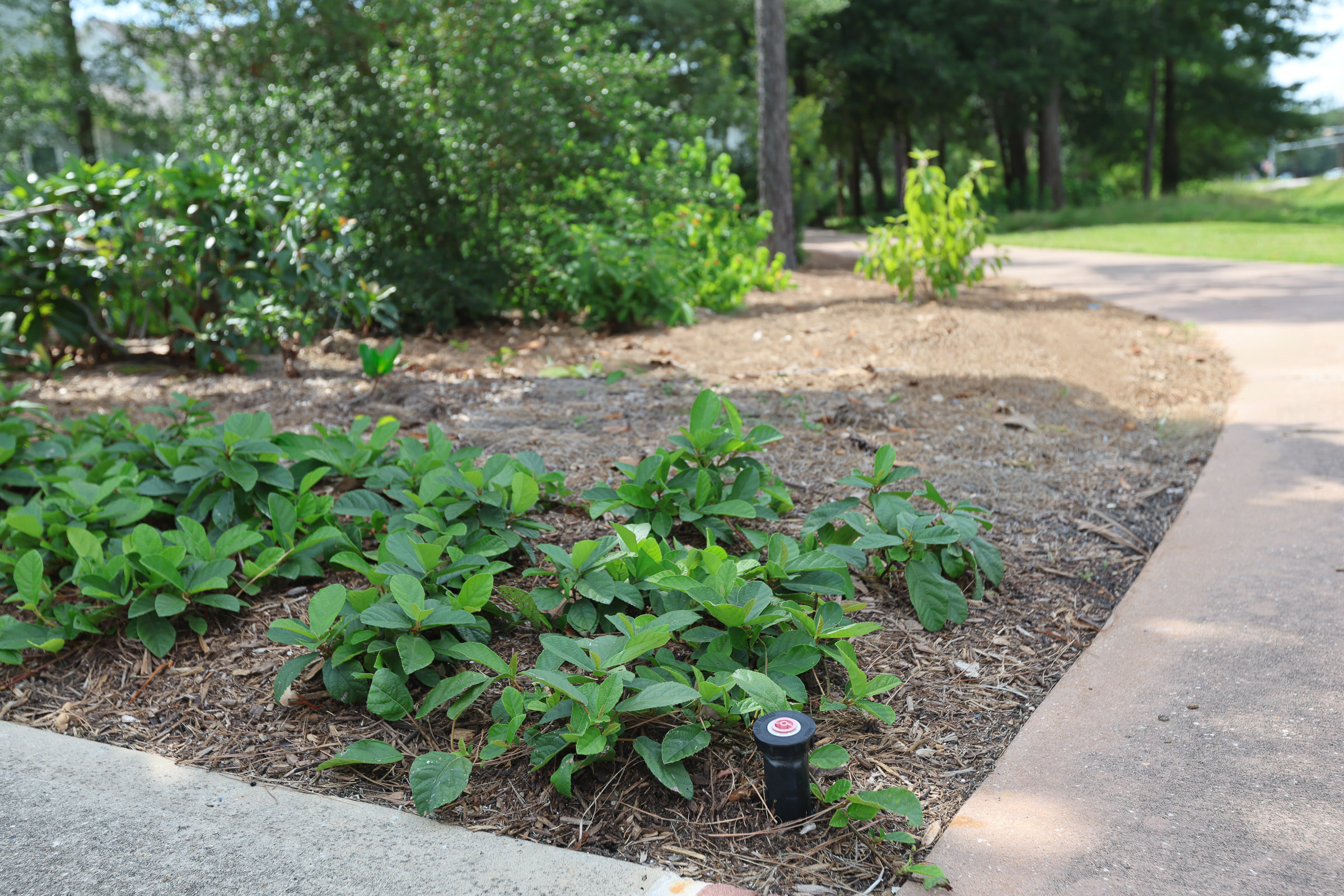 Irrigation head and young plantings in a maintained bed