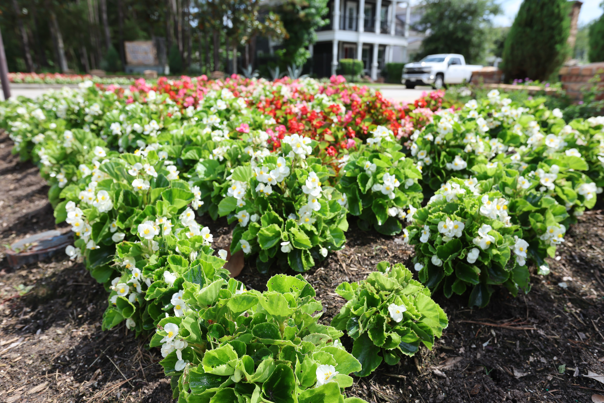 Seasonal color flower bed with white and red blooms