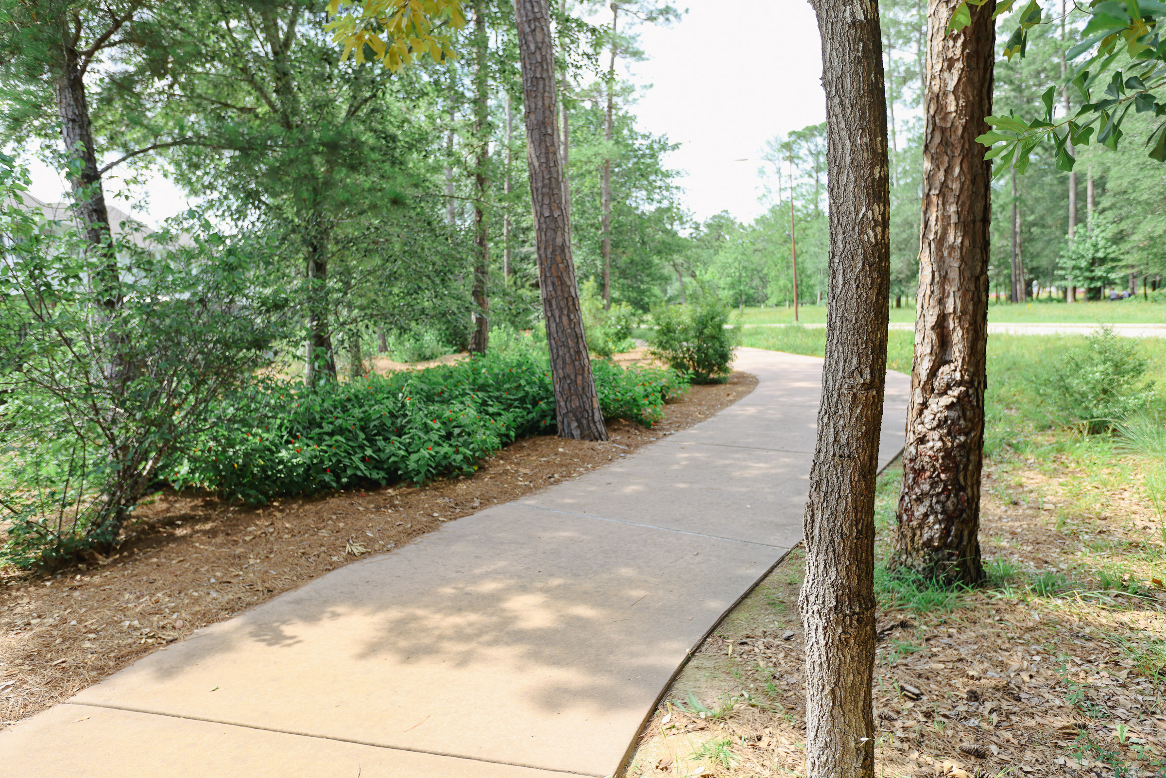 Wooded common area path with maintained landscape edges