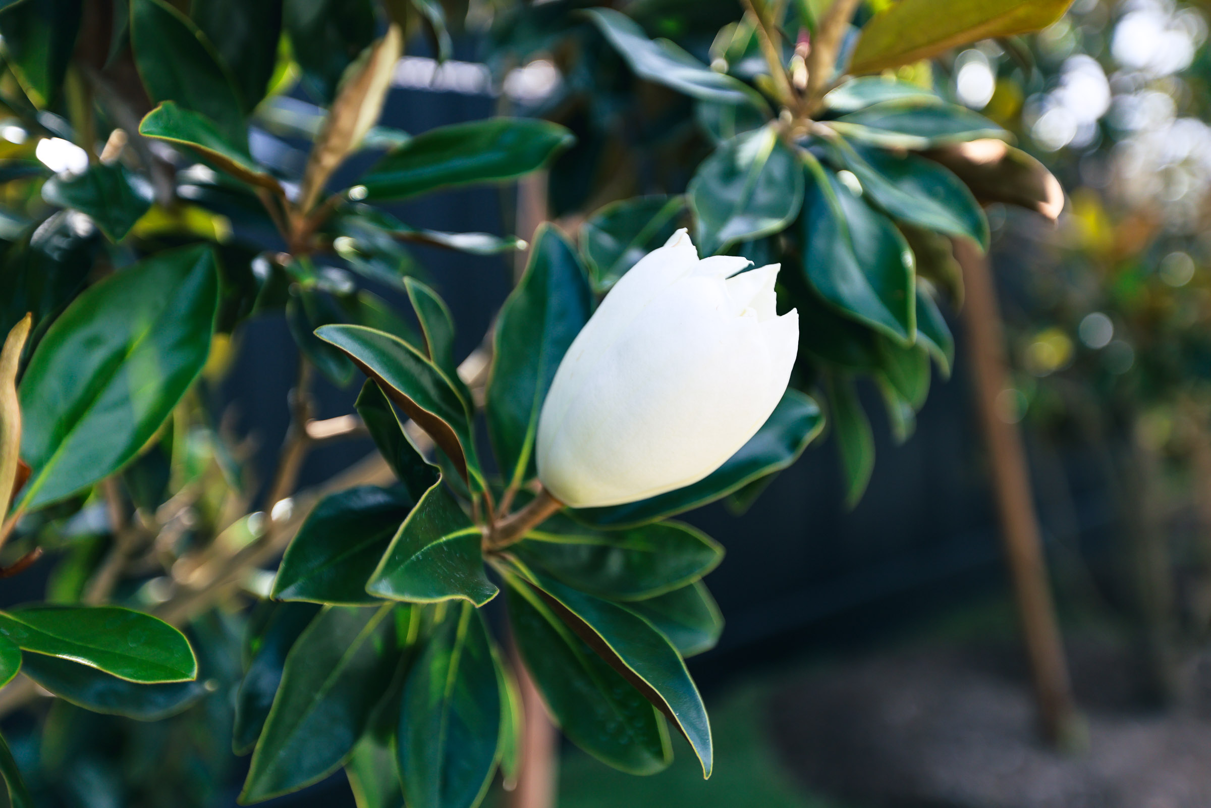 Magnolia bloom and healthy foliage maintained by Good Landscaping