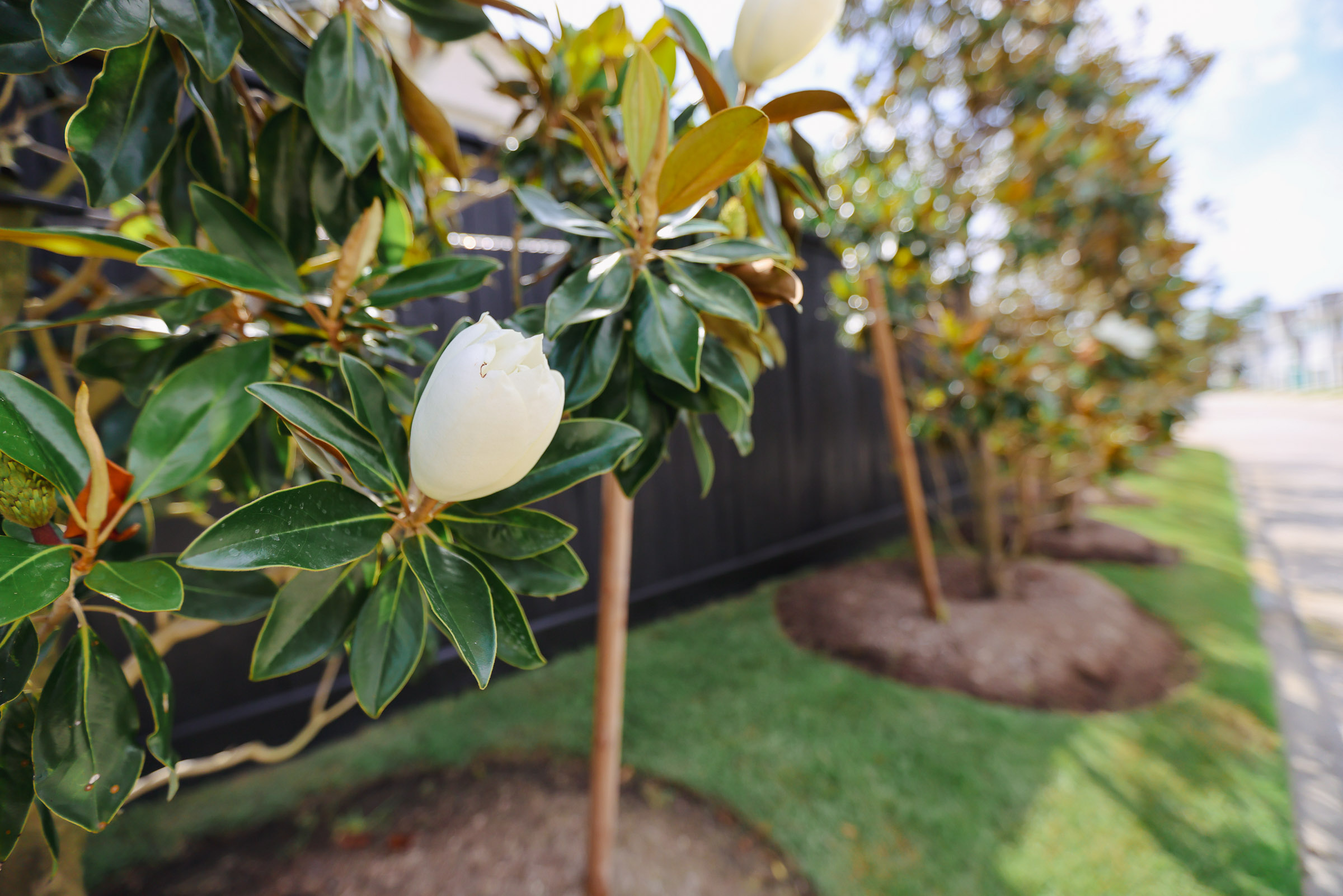 Tree and shrub care work on a commercial landscape