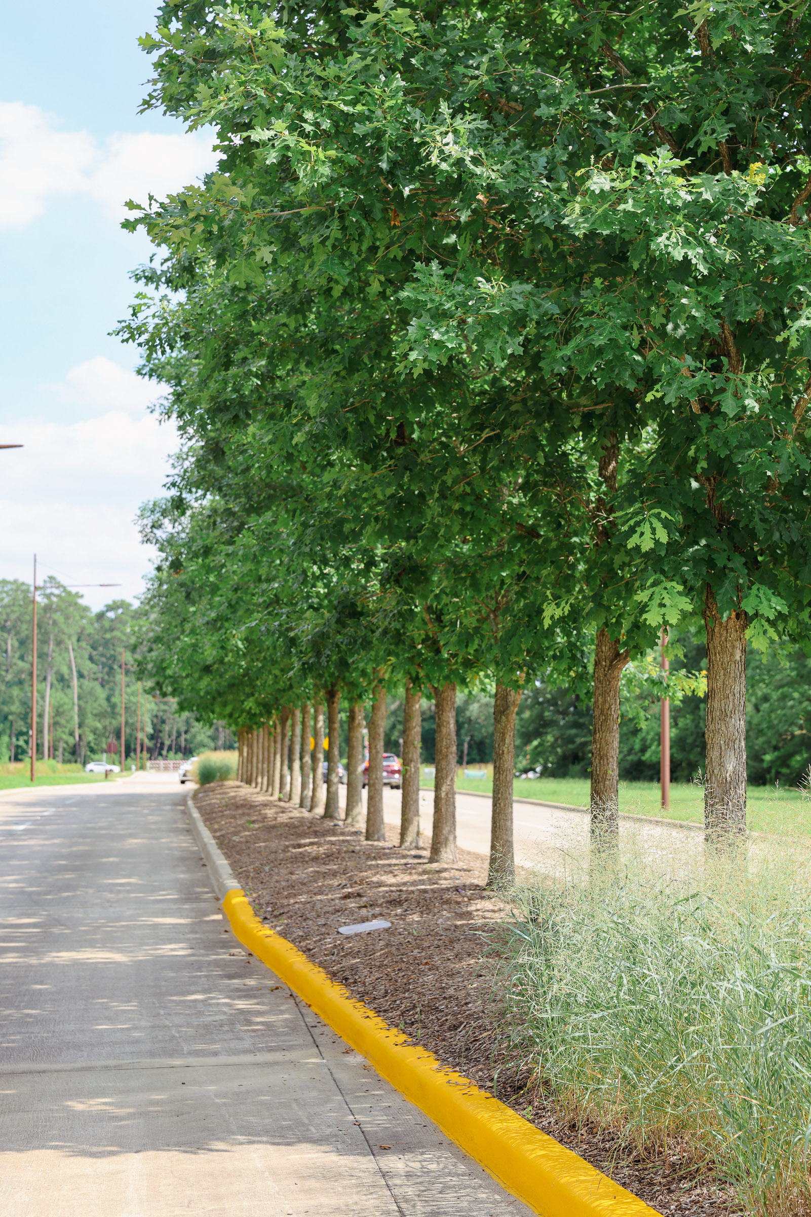 Tree-lined commercial curb and turf maintained by Good Landscaping