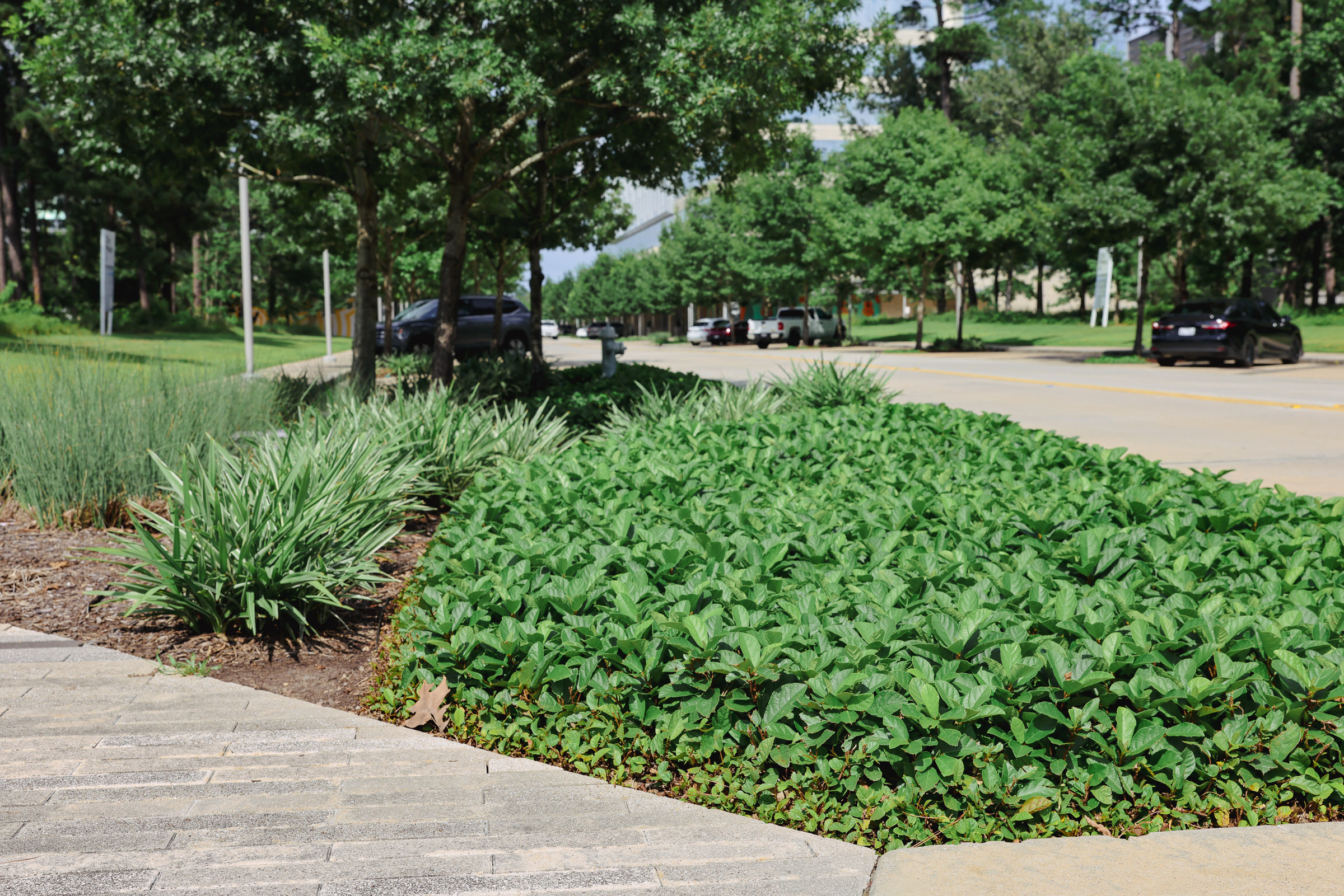 Office walkway landscaping with groundcover and maintained beds