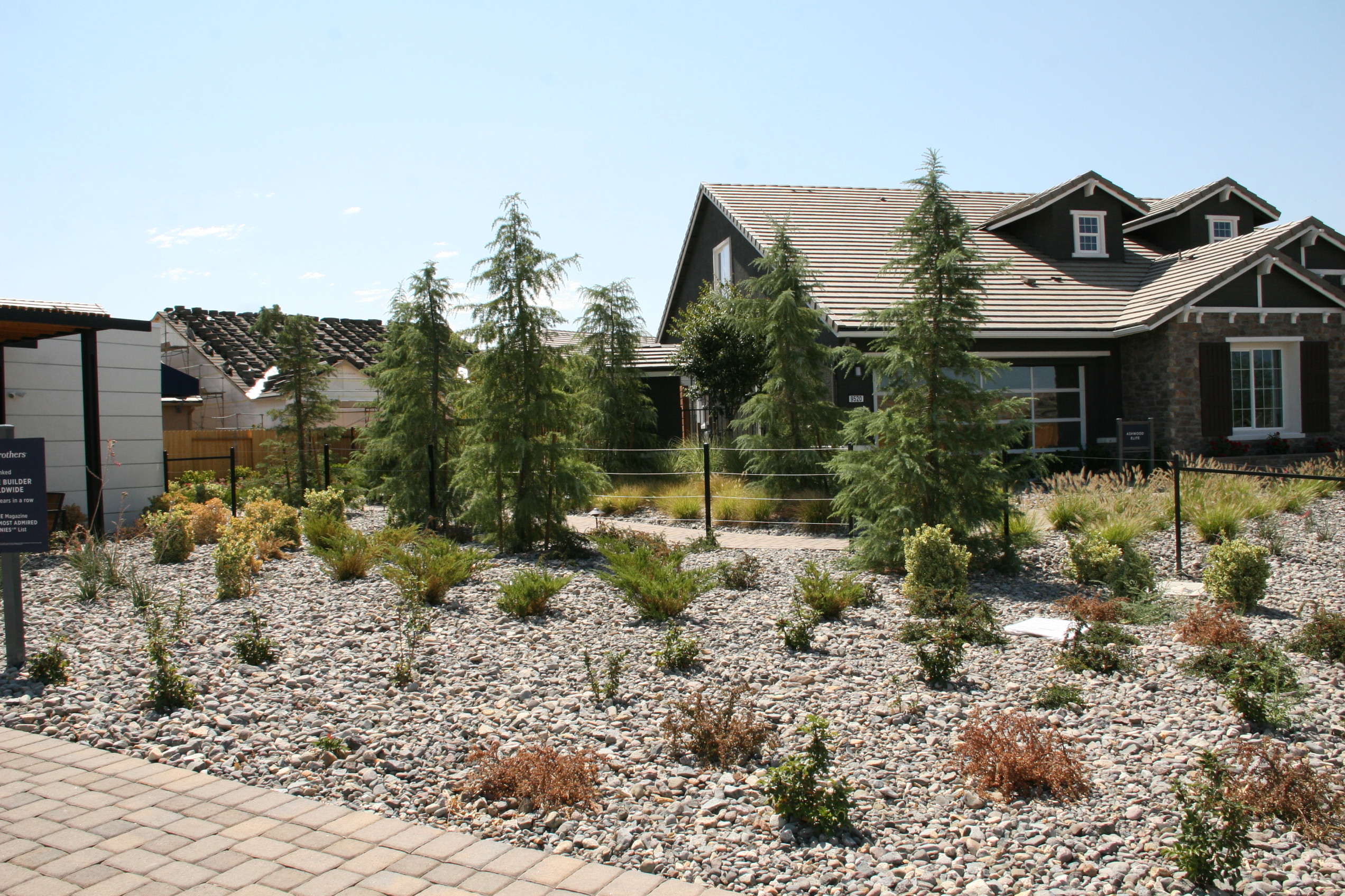 Rock bed landscape with drought-tolerant shrubs and young trees