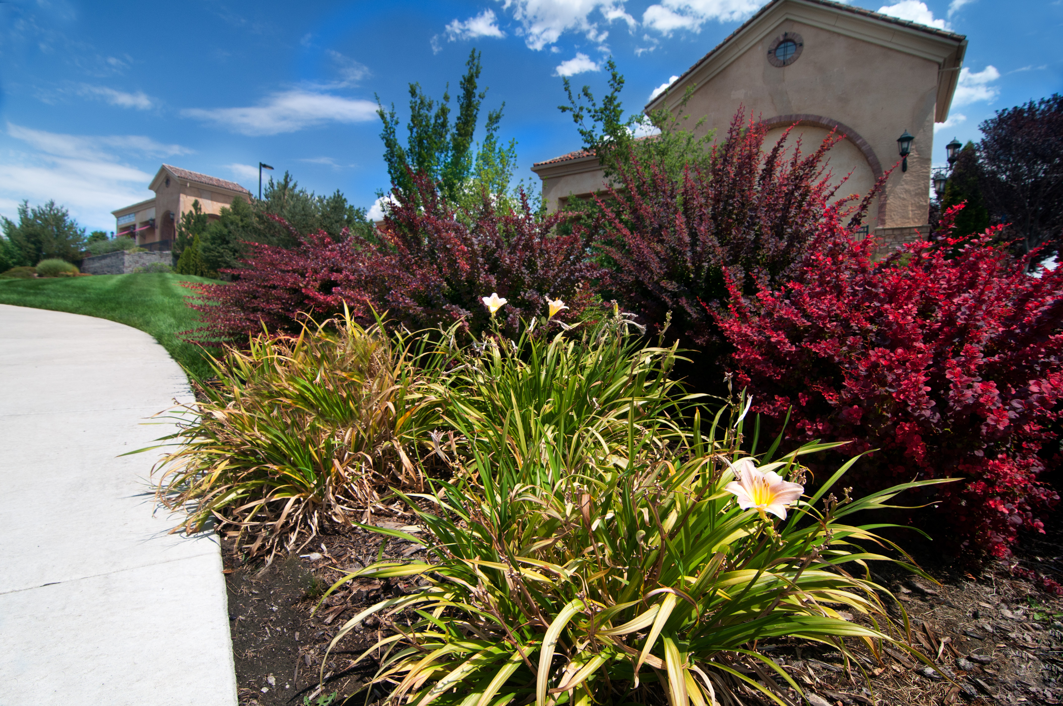 Flowering shrubs beside a landscaped walkway